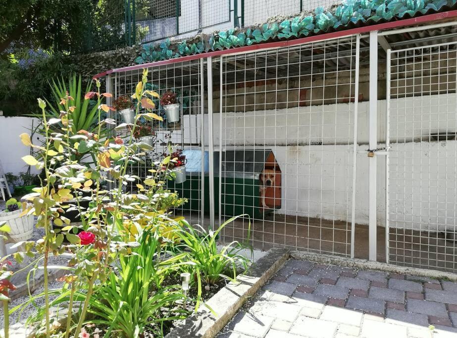Apartman Barney With Garden&terrace *